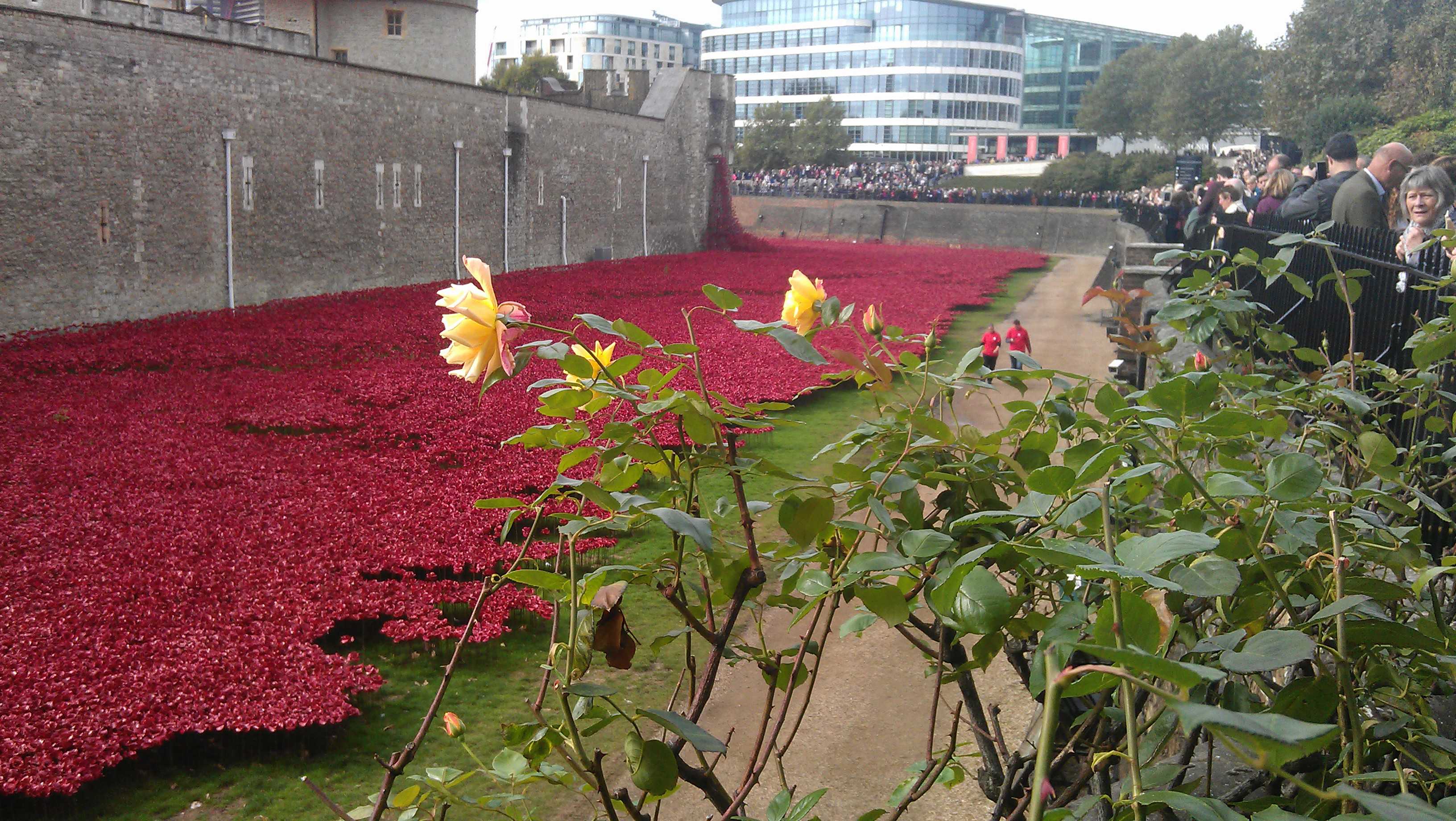 the Tower of London Poppies